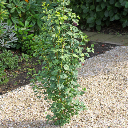 Ginkgo biloba Skinny Fit for sale