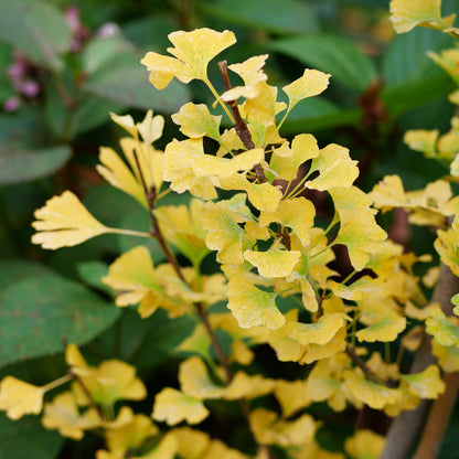 Ginkgo biloba Skinny Fit Proven Winners available at Lucan Country Gardens