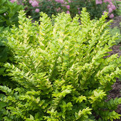 Privet 'Golden Ticket' PW