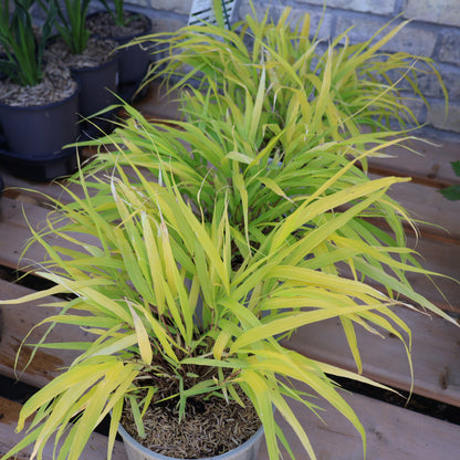 Grasses, Hakone 'All Gold'