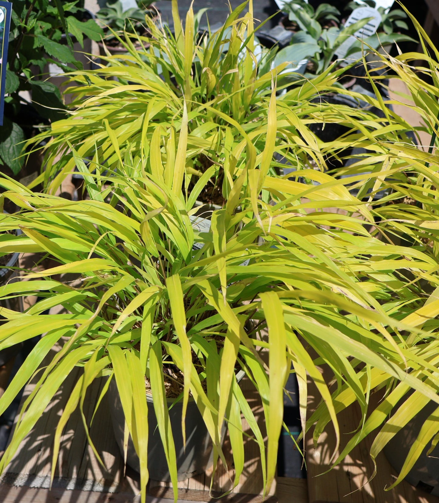 Grasses, Hakone 'All Gold'