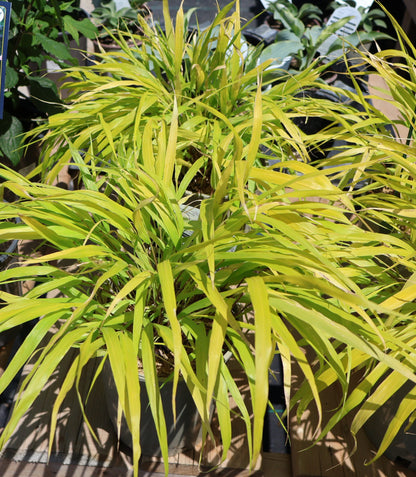 Grasses, Hakone 'All Gold'