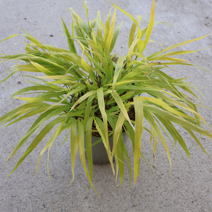 Grasses, Hakone 'All Gold'