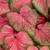 Caladium 'Tickle Me Pink' PW