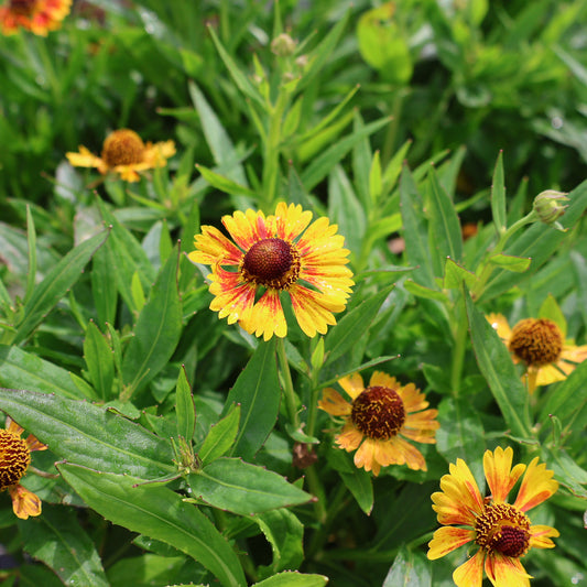 Sneezeweed 'Salud Embers'
