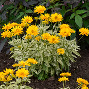 False Sunflower 'Bit of Honey' PW