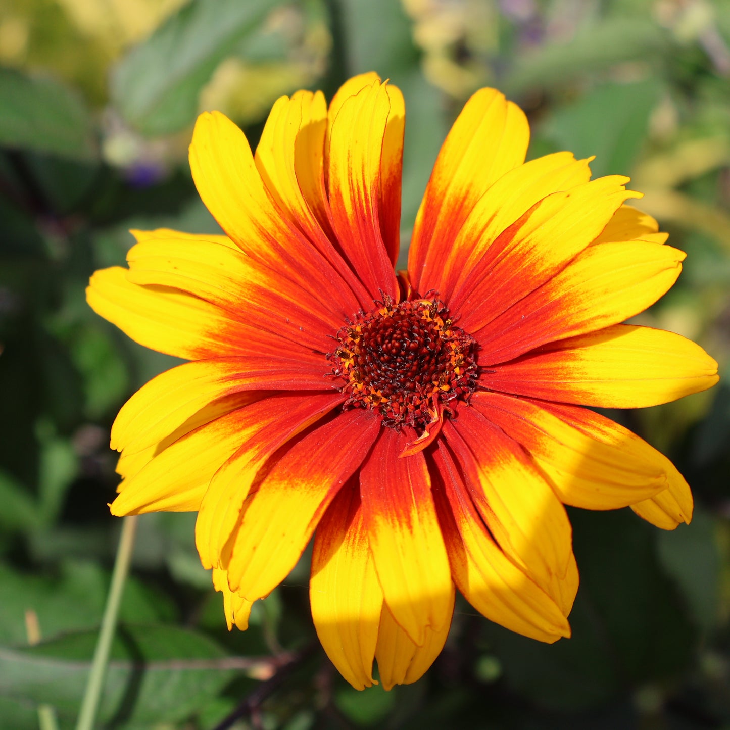 False Sunflower 'Summer Eclipse'