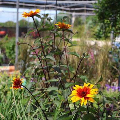 False Sunflower 'Summer Eclipse'