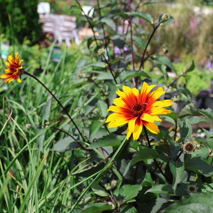 False Sunflower 'Summer Eclipse'