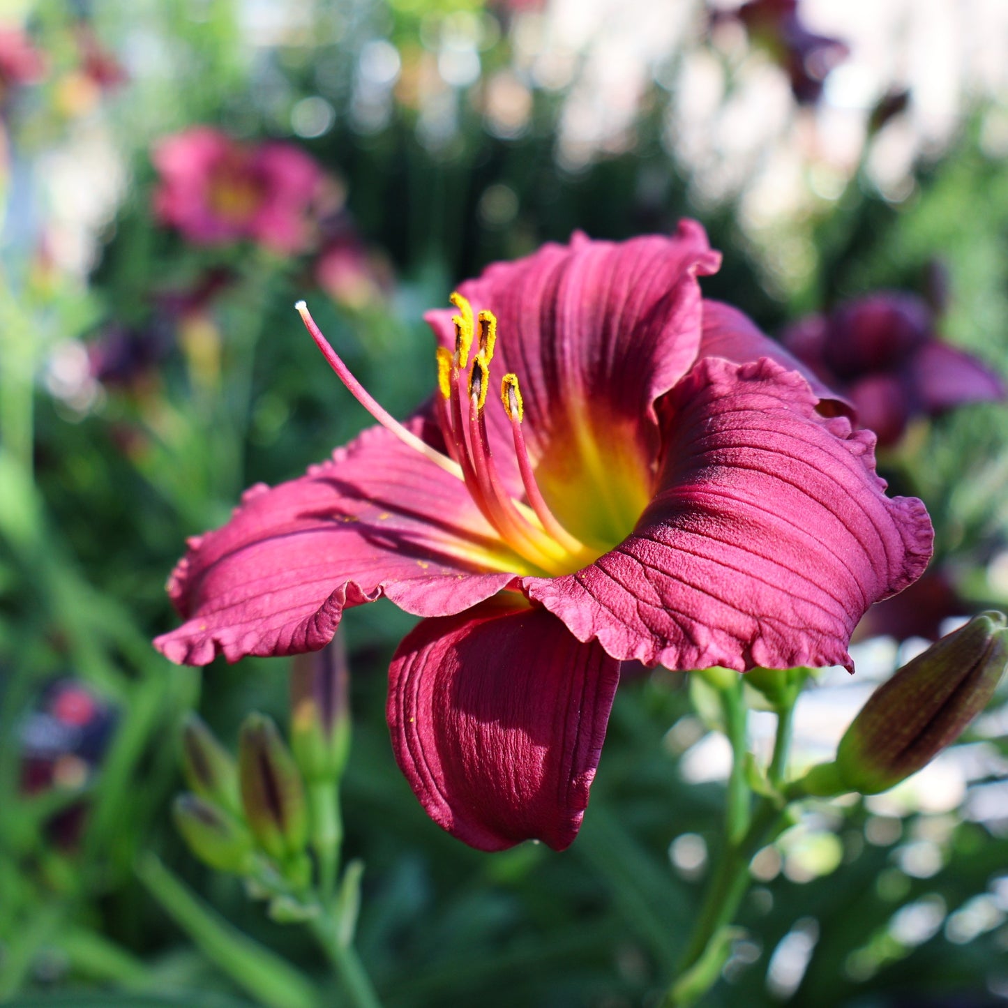 Daylily 'Little Grapette'