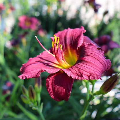 Daylily 'Little Grapette'