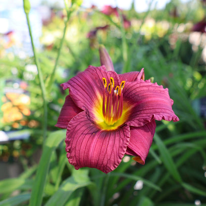 Daylily 'Little Grapette'