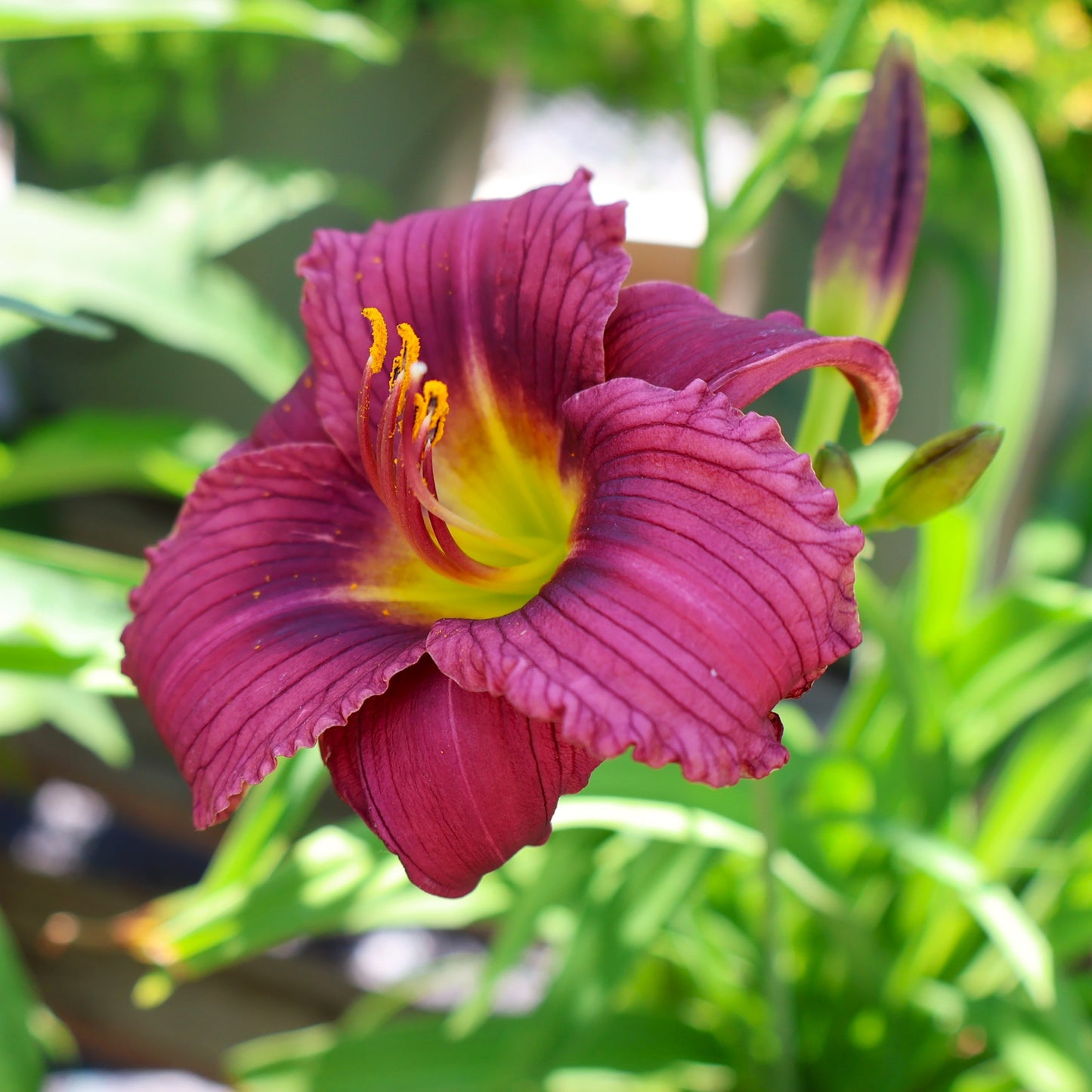 Daylily 'Little Grapette'