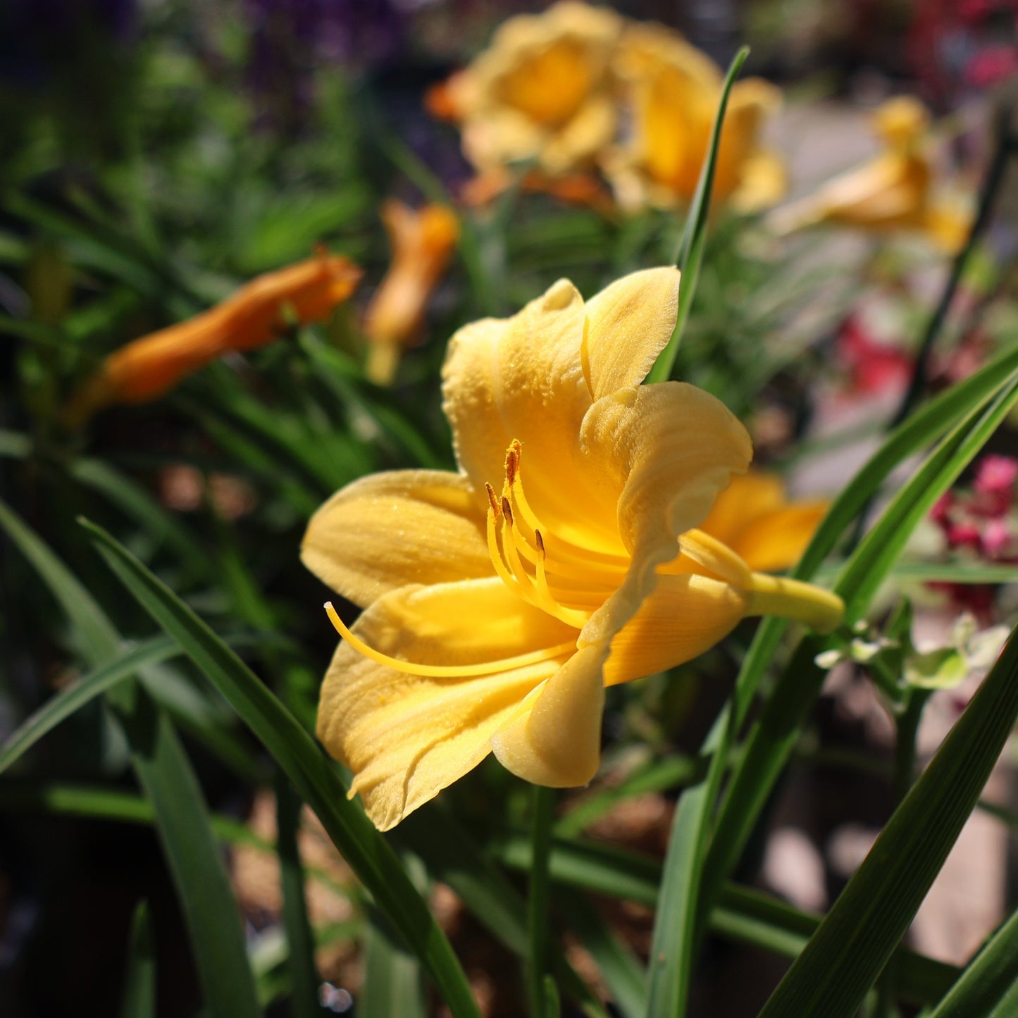 Daylily 'Stella de Oro'