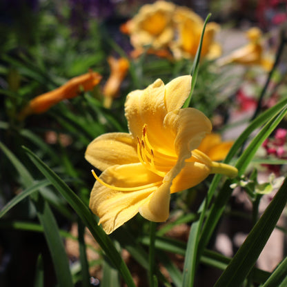 Daylily 'Stella de Oro'