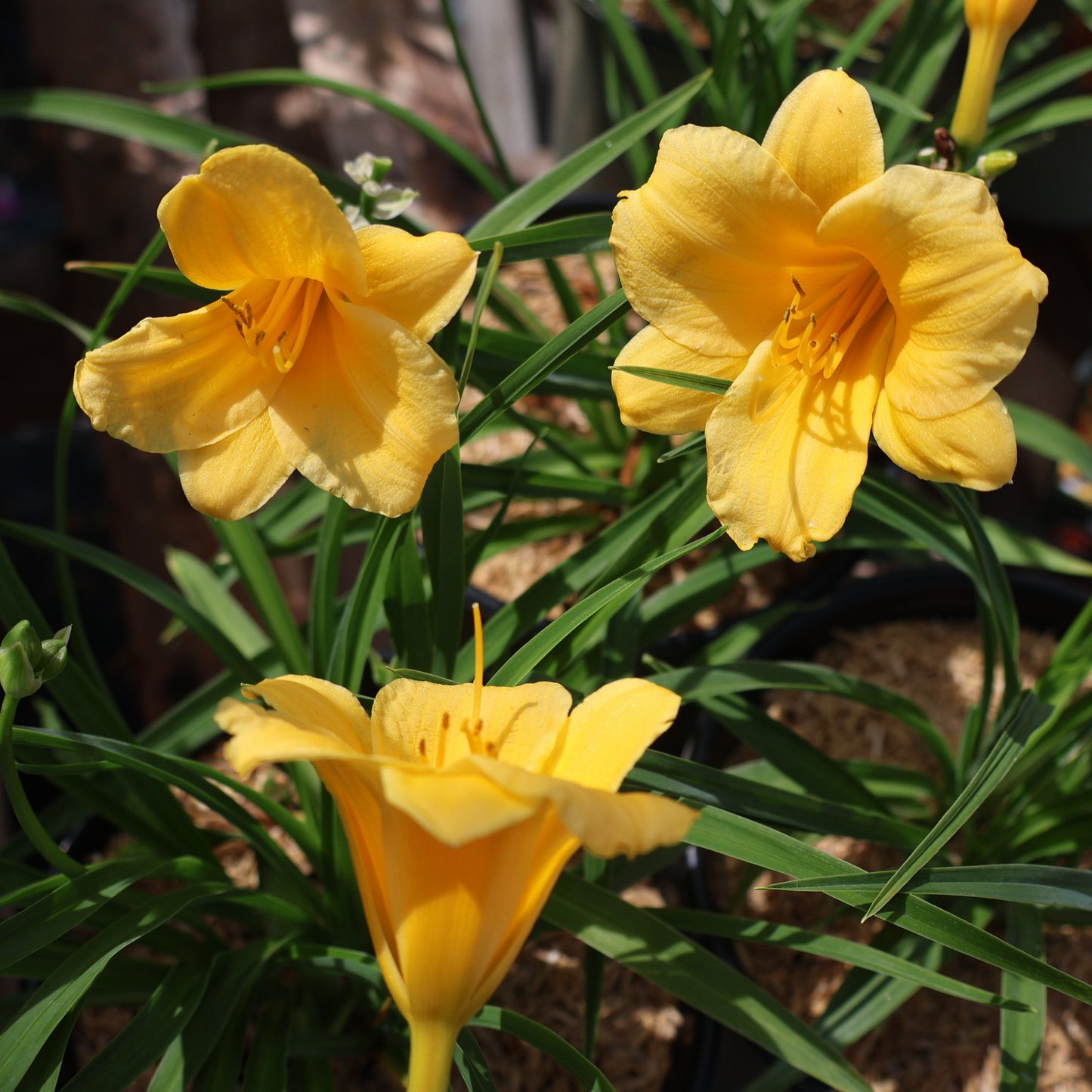 Daylily 'Stella de Oro'