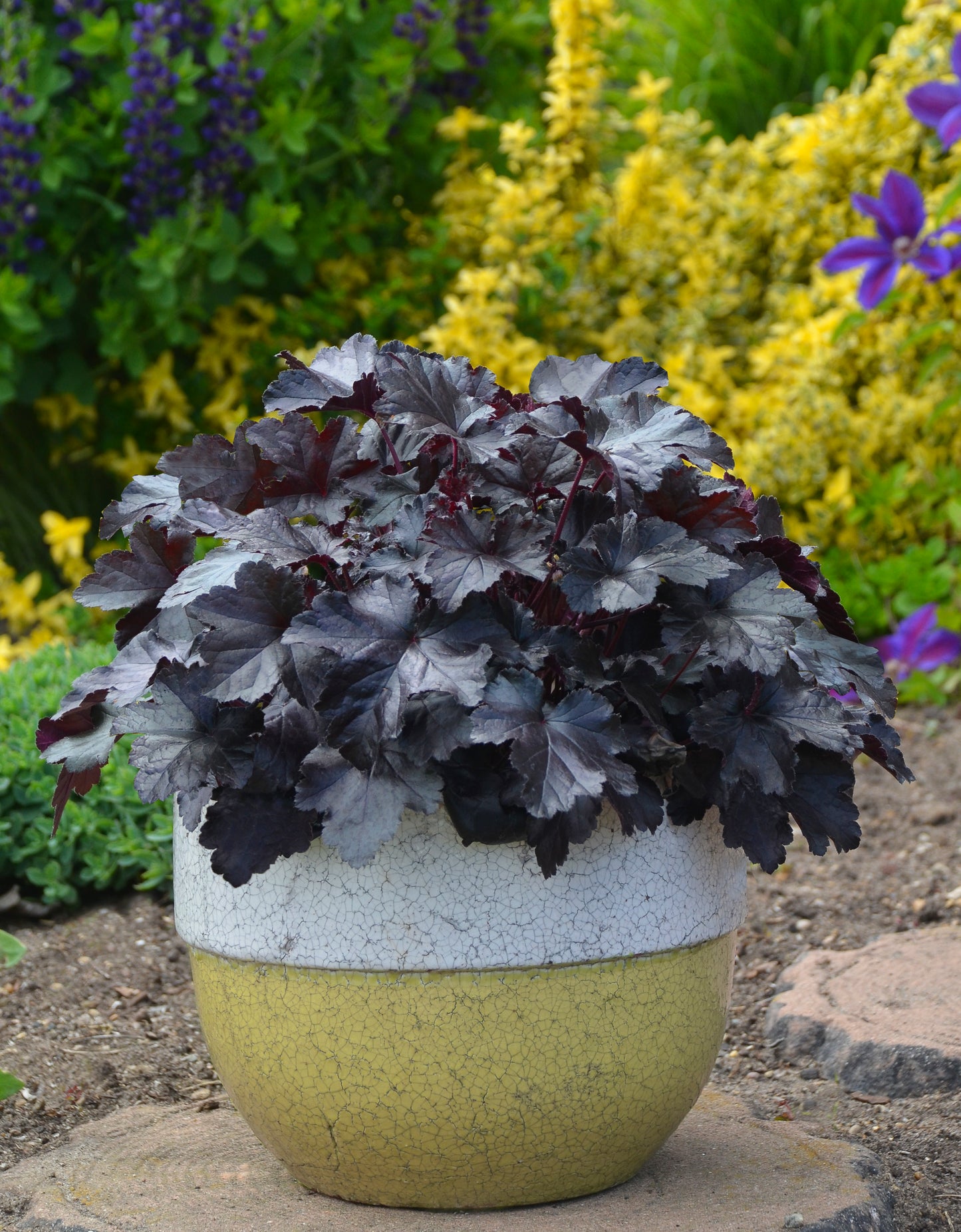 Coral Bells 'Primo Black Pearl' PW