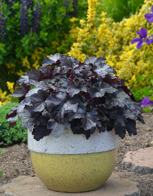 Coral Bells 'Primo Black Pearl' PW