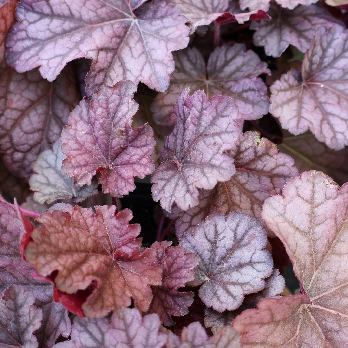 Coral Bells 'Berry Smoothie'