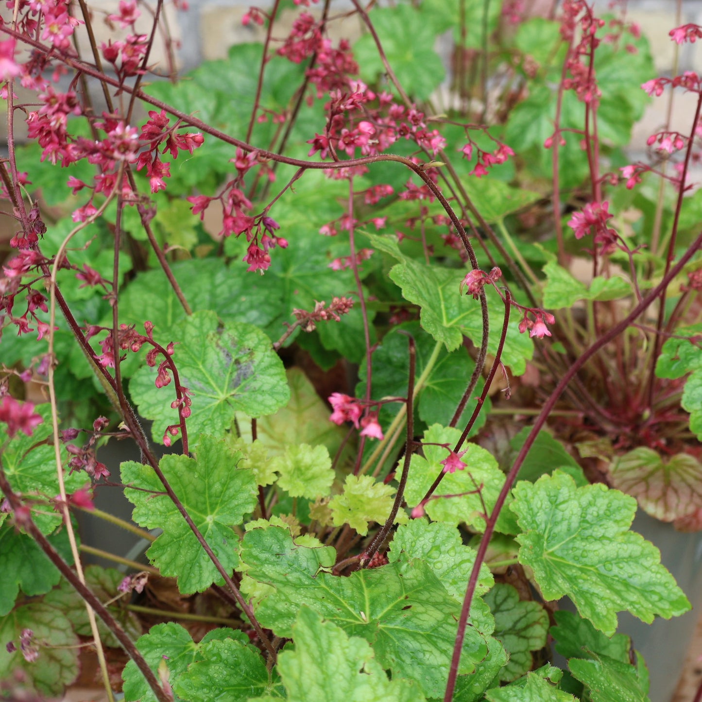 Coral Bells 'Berry Timeless'