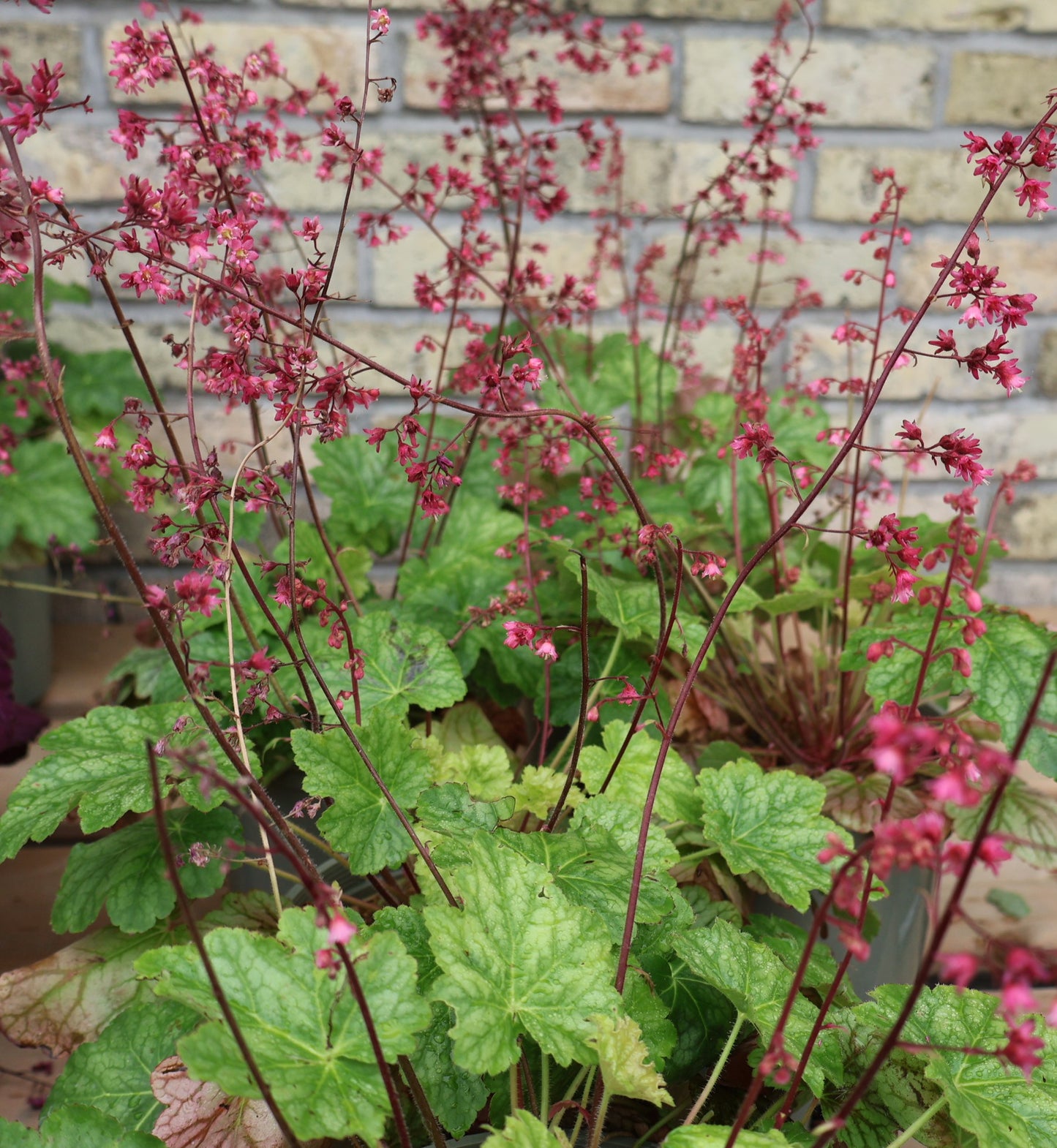 Coral Bells 'Berry Timeless'