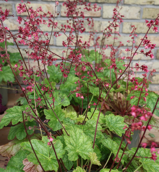 Coral Bells 'Berry Timeless'