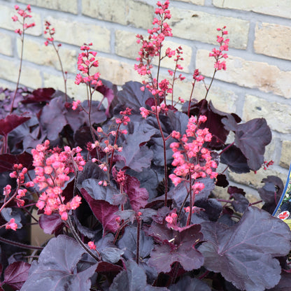 Coral Bells 'Black Forest Cake'