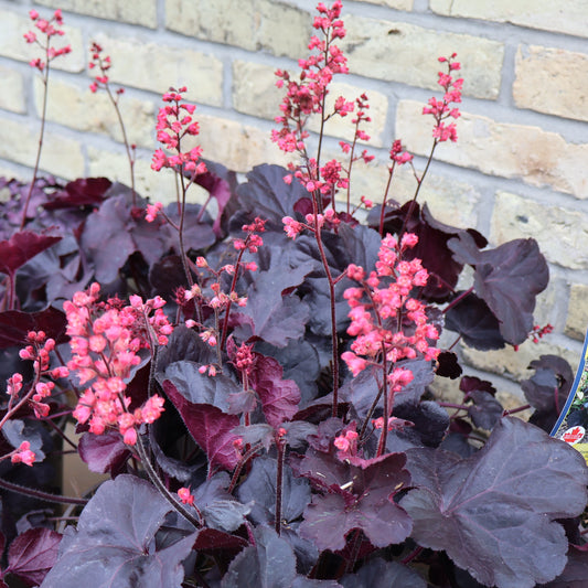 Coral Bells 'Black Forest Cake'