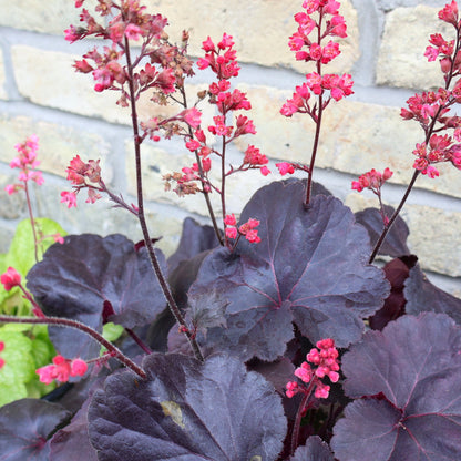 Coral Bells 'Black Forest Cake'