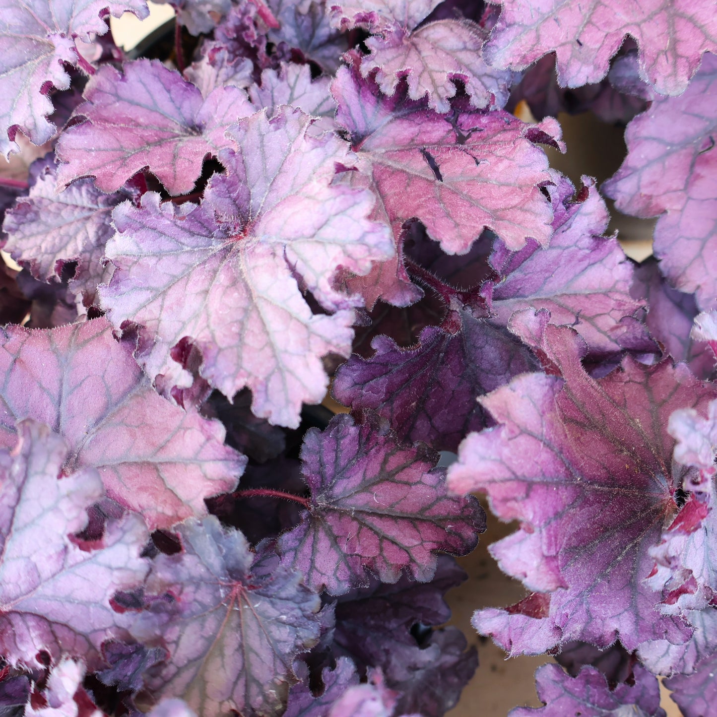 Coral Bells 'Forever Purple'