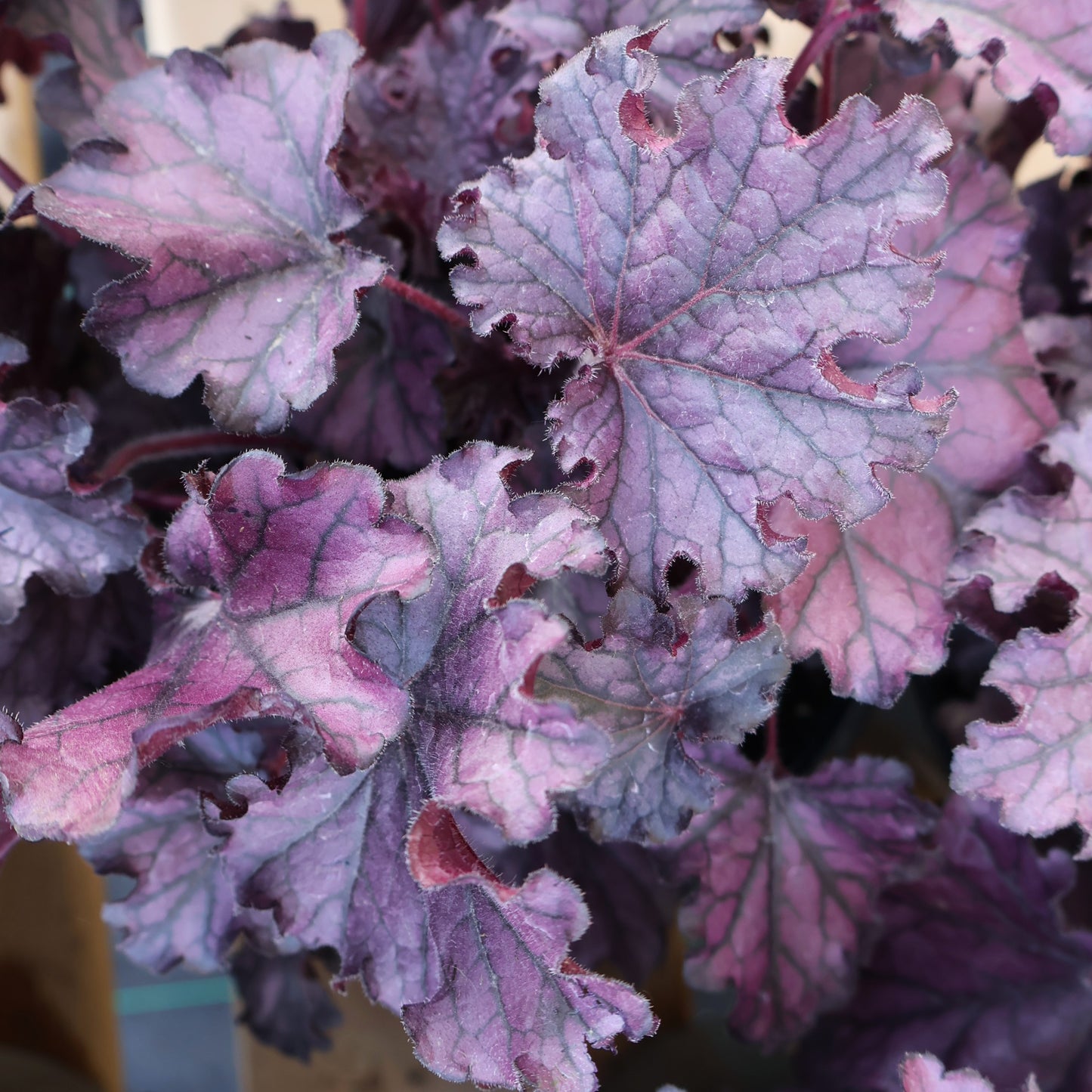 Coral Bells 'Forever Purple'