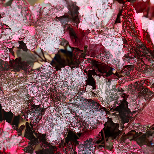 Coral Bells, Fancy-Leaf 'Midnight Rose'