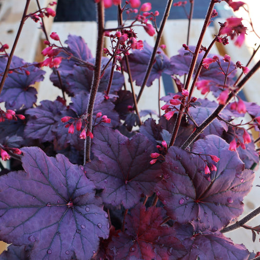 Coral Bells 'Grape Timeless'