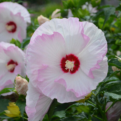 Hibiscus 'Summerific Ballet Slippers' PW