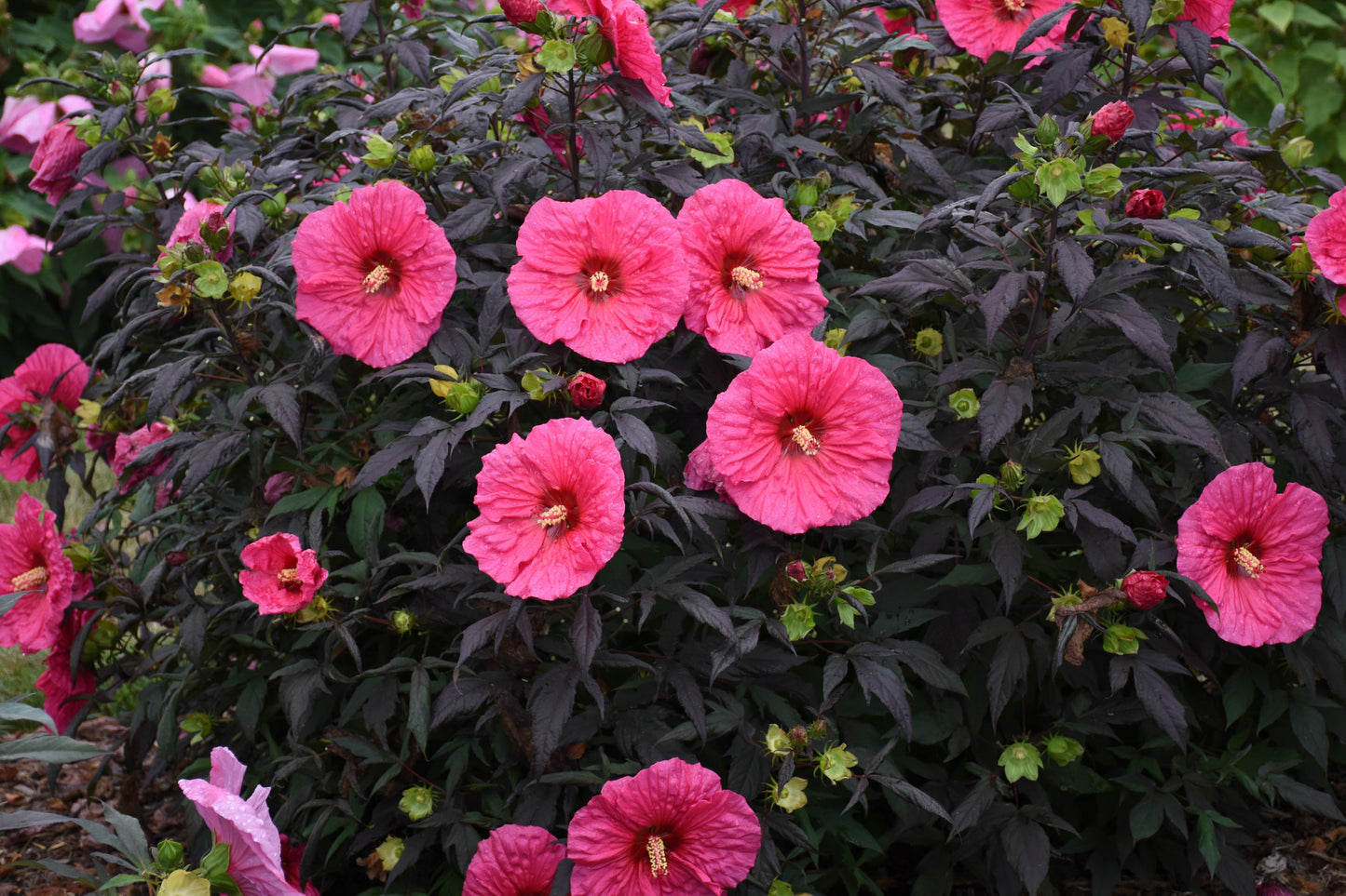 Hibiscus 'Summerific Evening Rose' PW