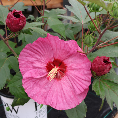 Hibiscus Summerific Berry Awesome at Lucan Country Gardens