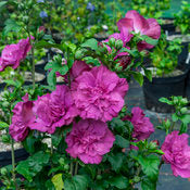 Rose of Sharon 'Magenta Chiffon' PW