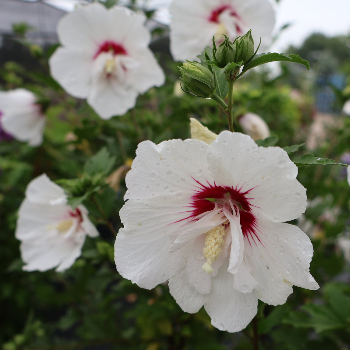 Rose of Sharon Hibiscus Bali at Lucan Country Gardens