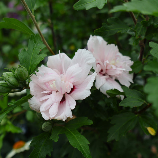 Blushing Bride Rose of Sharon Hibiscus with light pink flowers at Lucan Country Gardens.