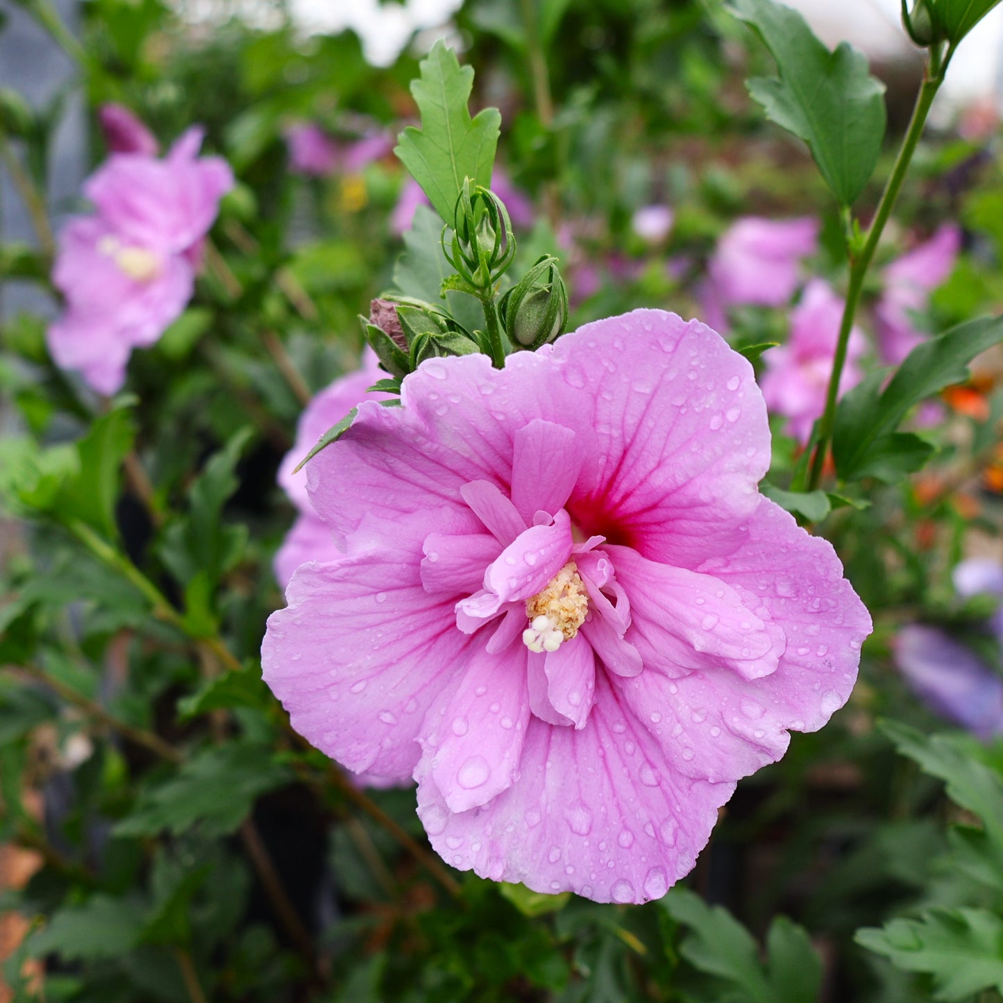 Dark Lavender Chiffon Rose of Sharon Hibiscus at Lucan Country Gardens