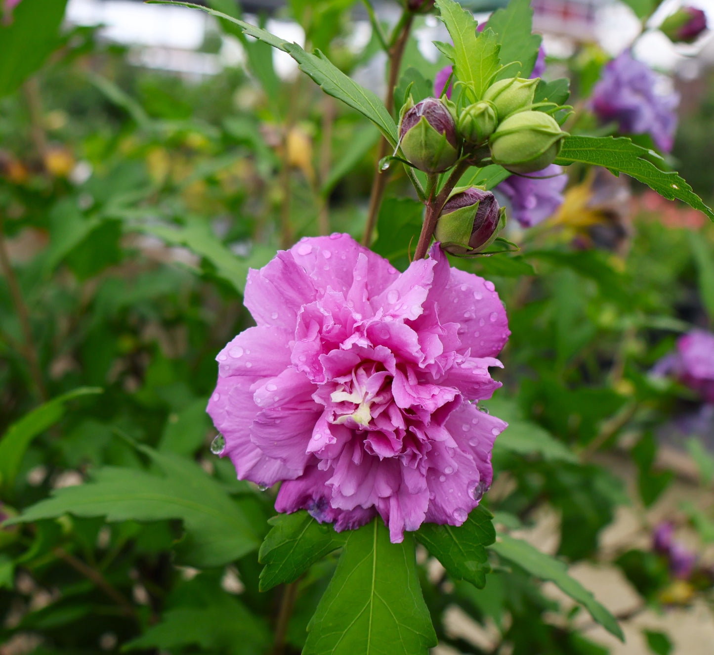 French Cabaret Purple Rose of Sharon Hibiscus at Lucan Country Gardens.