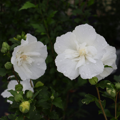White Chiffon Rose of Sharon Hibiscus at Lucan Country Gardens