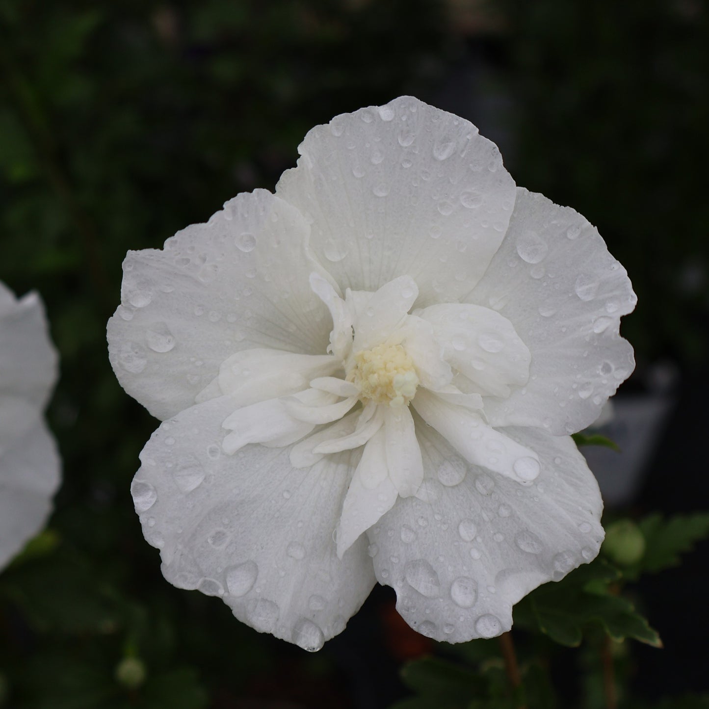 White Chiffon Rose of Sharon Hibiscus at Lucan Country Gardens