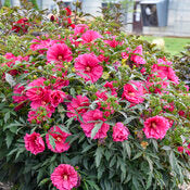 Hibiscus 'Watermelon Ruffles' PW