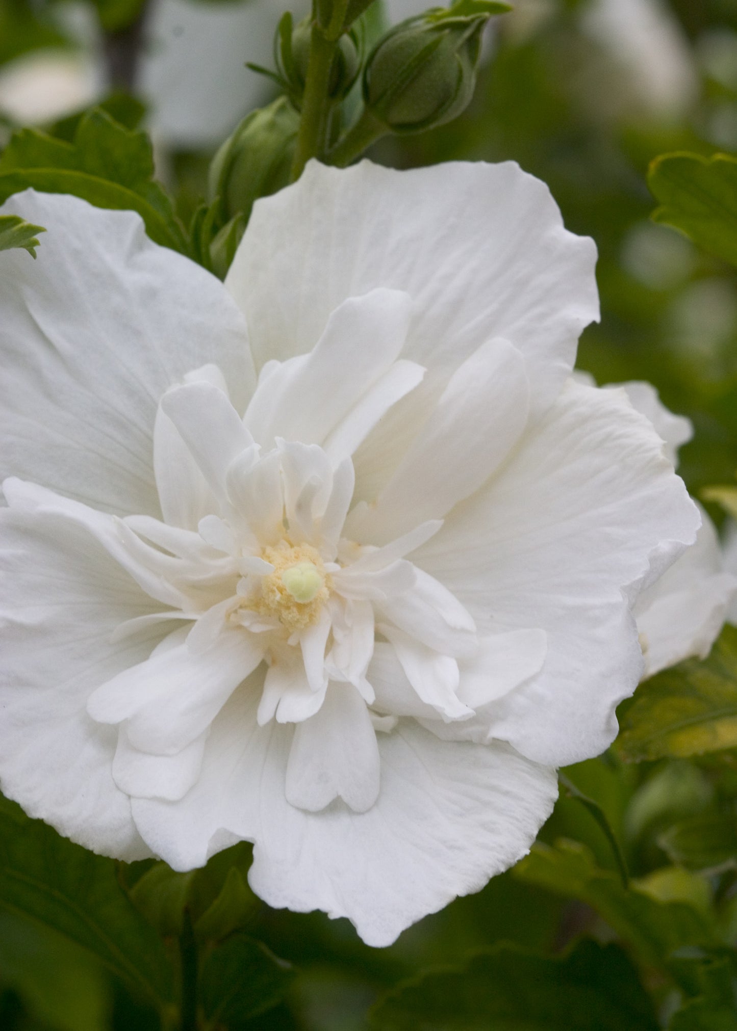 Rose of Sharon 'White Chiffon' PW