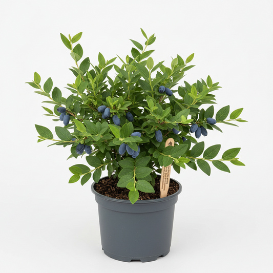 Honeyberry 'Aurora'