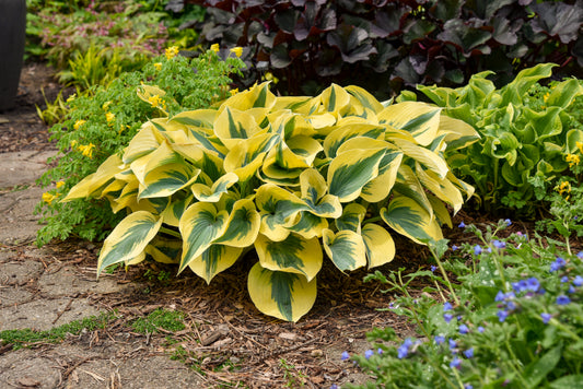 Hosta 'Autumn Frost' PW