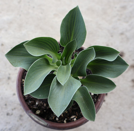 Hosta 'Blue Mouse Ears'