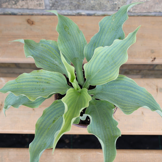 Hosta 'Dancing with Dragons'