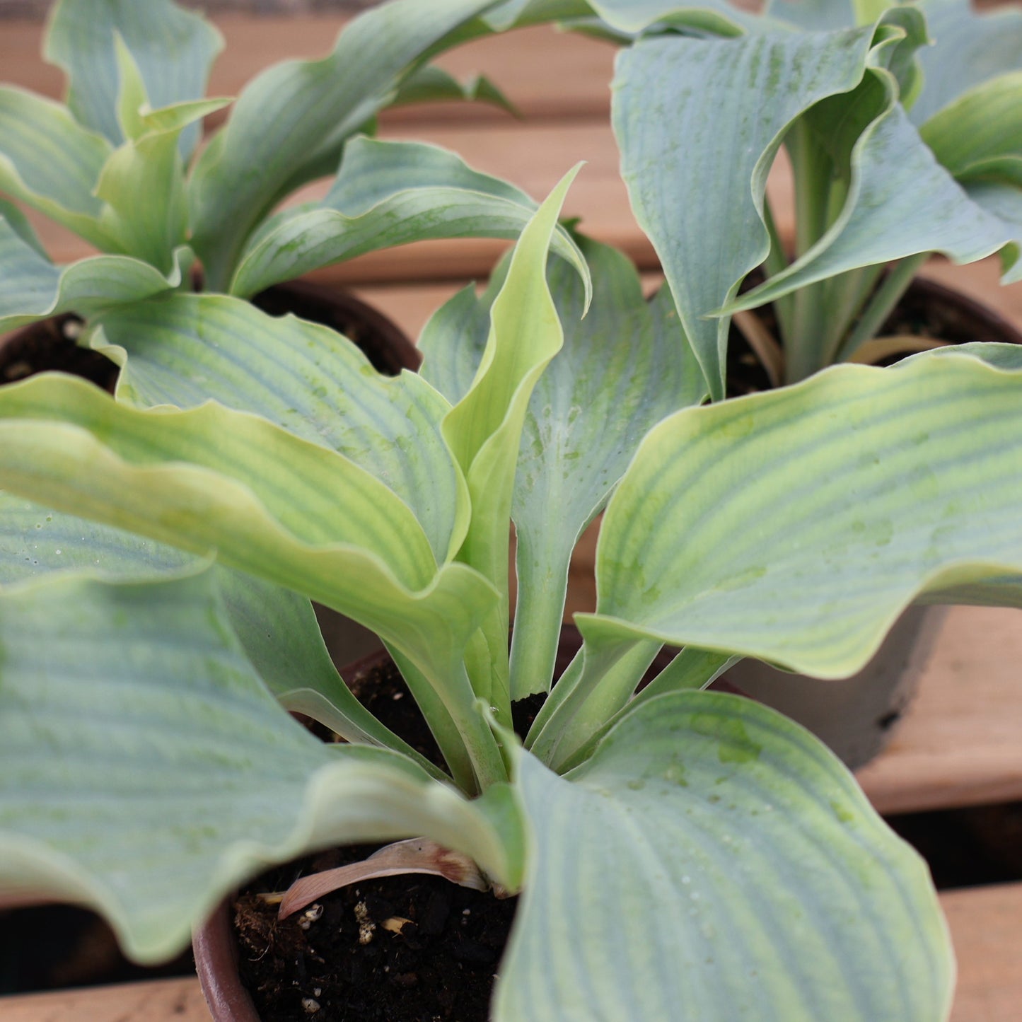 Hosta 'Dancing with Dragons'